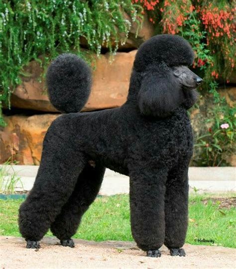14 Funny Haircuts For Poodles That Will Make Your Day Happy Artofit