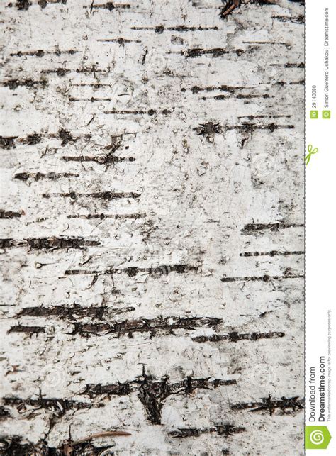 30 White Birch Bark Wallpaper Png