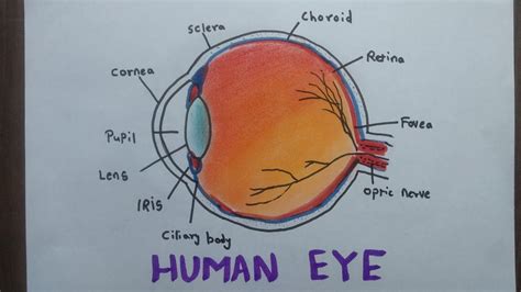 Human Eye Diagram Label Diagram Of Eye Science Drawing Youtube