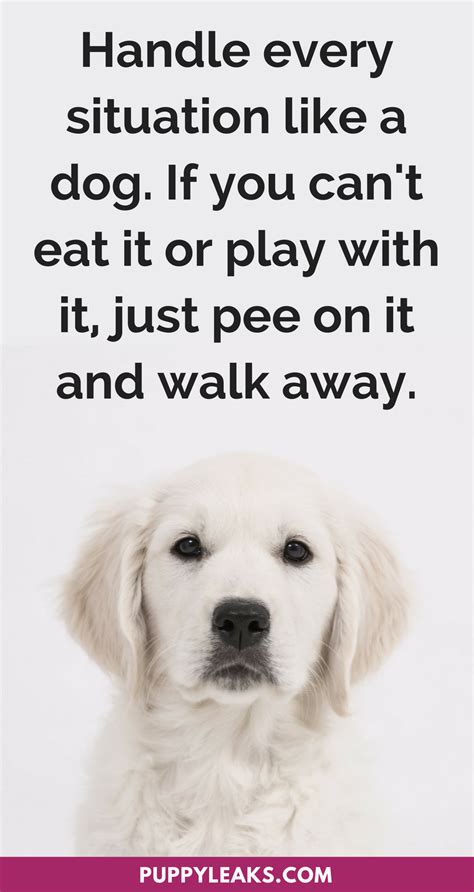 30 Cute And Funny Dog Quotes Puppy Leaks