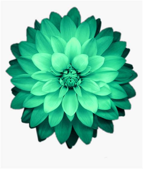 Transparent Green Flower Png Picsart Green Flower Png Png Download