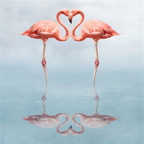 Flamingos In Water Making A Heart Shape — Stock Photo © Jamesgroup