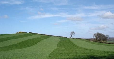 Golf Course Striping Do Those Stripes In The Grass Matter