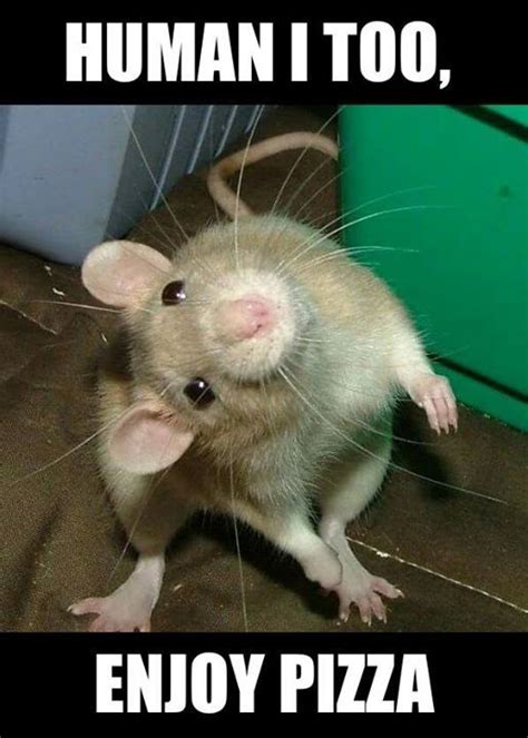 Rat Meme Funny Rats Cute Rats Funny Animal Memes Funny Animal