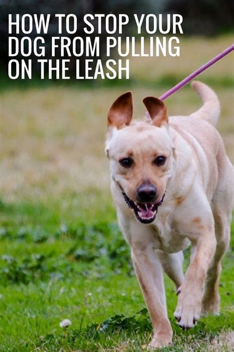 How To Stop Your Dog From Pulling On The Leash Dog Training Tips