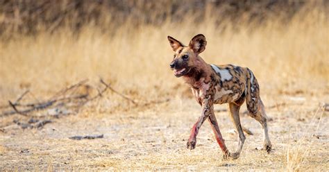 How Do Wild Dogs Protect Themselves