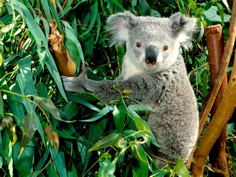 Animal World Koala Facts Info And Beautiful Photos