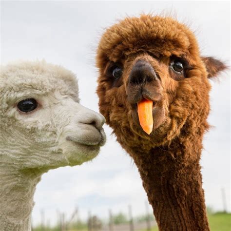 25 Funny Alpacas That Will Make You Smile Bouncy Mustard