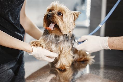 How To Recognise And Treat Pneumonia In Dogs