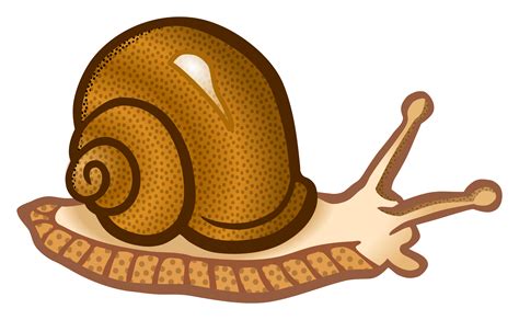 Schnecke Clipart 20 Free Cliparts Download Images On Clipground 2023