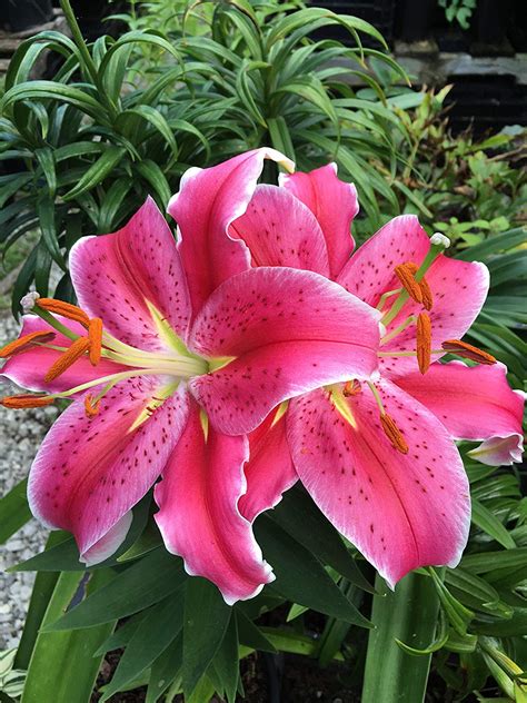 Lily Bulbs Pink Lily Flowers 9 Pink Lily Bulbs Beautiful Lily Flower Bulbs Pink Lily Flowers