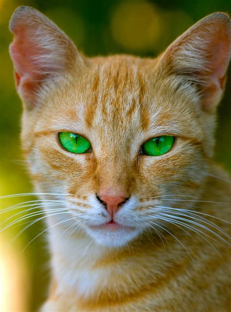 A Carroty Cat With Green Eyes Stock Photo Image Of Curious Beautiful 1455258