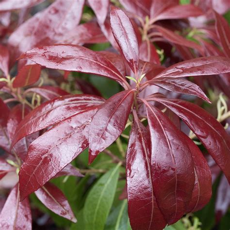 Red Leaved Pieris Plants Richard Jackson Garden Buy Online