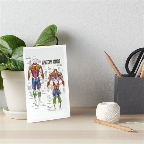 Anatomy Chart Muscle Diagram Art Board Print For Sale By