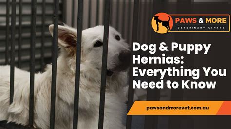Dog And Puppy Hernias Everything You Need To Know Paws And More Vet