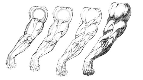 Arms Drawing Sketch Drawing Skill