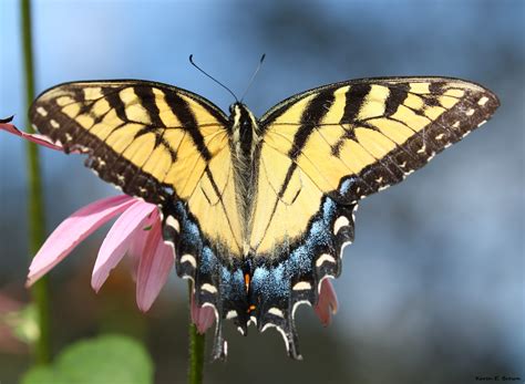 Top 10 Plants For Swallowtails Birds And Blooms Magazine