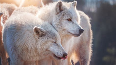 white wolfs hd animals wallpapers hd wallpapers id