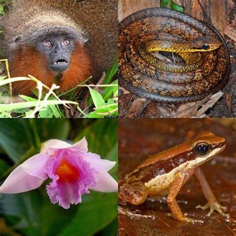 More Than 400 New Animal Species Found In The Amazon Rainforest This