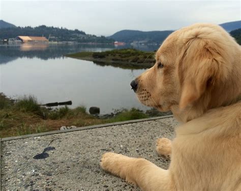 Golden Retriever Pictures And Informations Dog