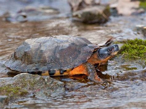 Wood Turtle Facts And Pictures