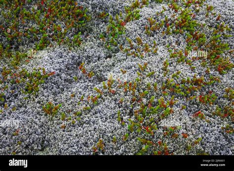 Close Up Reindeer Moss Cladonia Rangeferina Wildflower Growing On