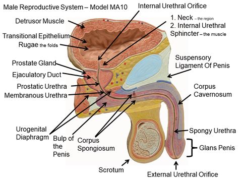 Image Showing Male Reproductive Structures Model Ma Medial