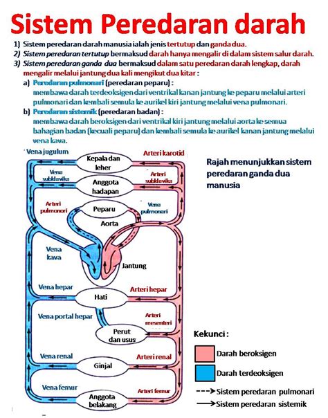 Sistem peredaran darah atau sistem kardiovaskular atau yang biasa disebut sistem sirkulasi adalah suatu sistem organ yang berfungsi memindahkan zat dan nutrisi ke dan dari sel. Biologi itu Bermanfaat Loh !: Sistem Peredaran Darah