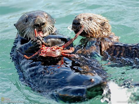 animals that eat sea otters Sea otters indigenous alaskans alaska