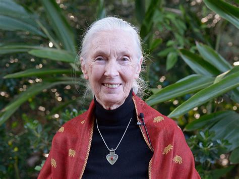How A Brave Moment Changed The Course Of Dr Jane Goodalls Life