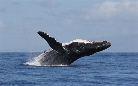 Sea Wonder Humpback Whale National Marine Sanctuary Foundation