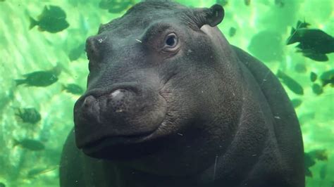 Hippo Birthday Baby Hippopotamus Celebrates One Year At Bioparc