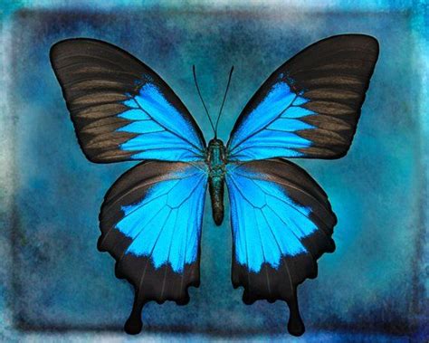 Blue Butterfly Wall Art Nature Art Print Butterfly Photography Blue
