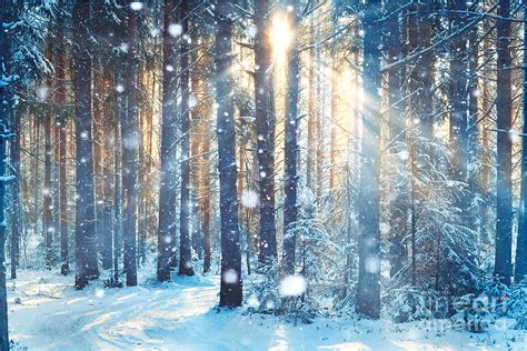 Frosty Winter Landscape In Snowy Forest By Kichigin Christmas