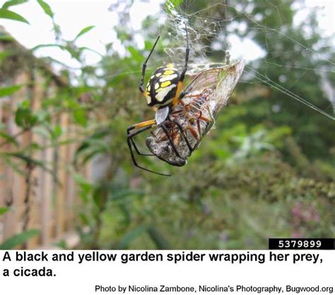 Native Animal Profile Black And Yellow Garden Spider Atelier Yuwa