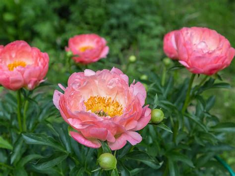 Paeonia Lactiflora Coral Charm Peony Diacos Garden Nursery