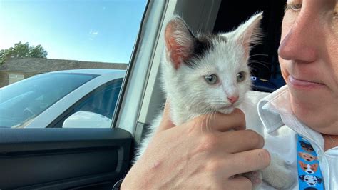 Kitten Survives Journey From South Wales To Leeds In Car Engine