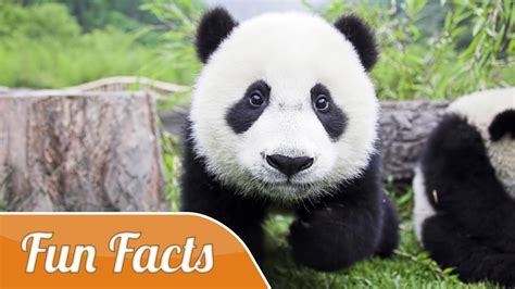 10 Fun Facts About Pandas Baby Panda Bears Panda Bear
