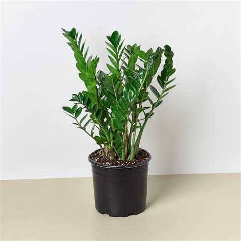 Zamioculcas Zamiifolia Zz Plant 10 Pot