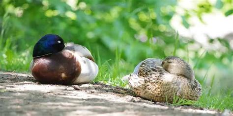 Where Do Ducks Sleep Ducks Guide