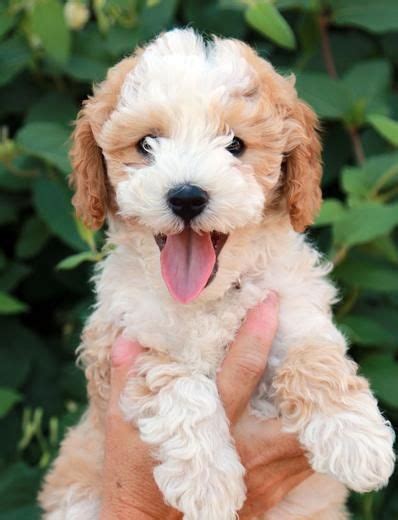 Mini goldendoodle puppies are ideal for families, especially john b: Maltipoo Züchter Hessen