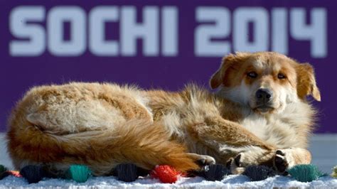 Sochi Olympics Journalists Tweet About Sochi Problems · Guardian