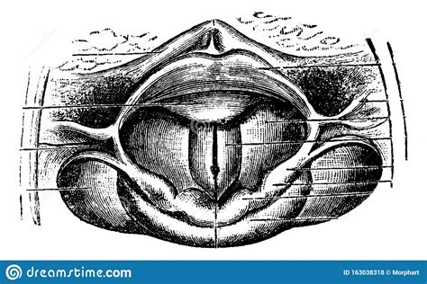 Normal Larynx Vintage Engraving Stock Vector Illustration Of Artwork