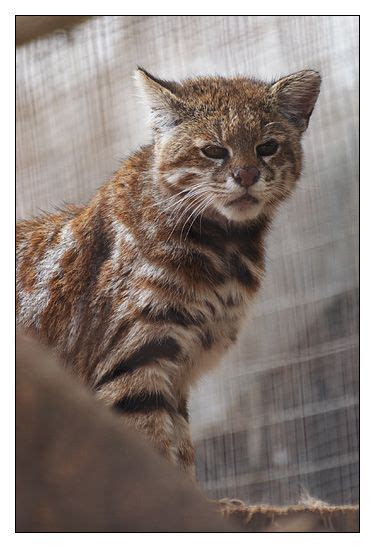 New Wild Cat Species In Ecuador Wild Cat Species Wild