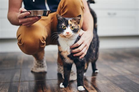 How To Understand Your Cats Behaviour Better Homes And Gardens