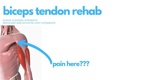 Biceps Tendon Rehab Youtube