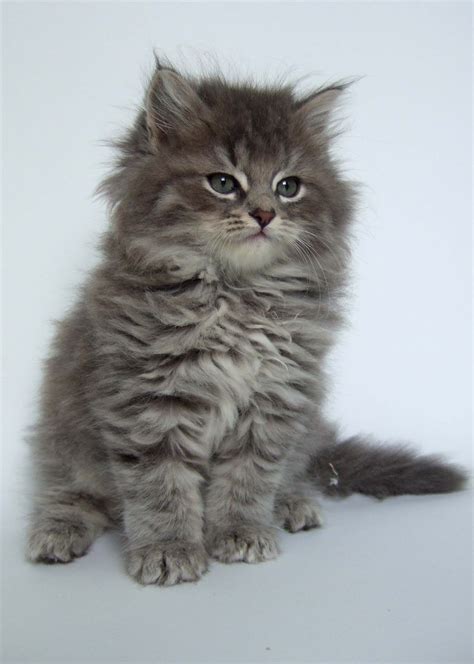 Pin By Dapeppers On Cute And Fluffy Siberian Kittens Siberian Cat Cats