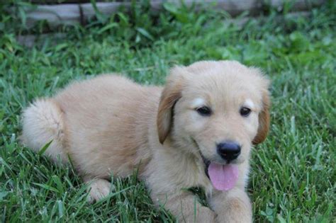 We started off with toy breeds, yorkies, papillions and now goldens. AKC Golden Retriever Puppies 10 weeks old for Sale in ...