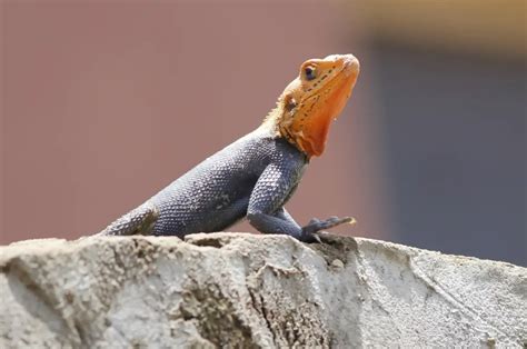 How To Identify Poisonous Lizards Tips And Tricks Reptile Follower