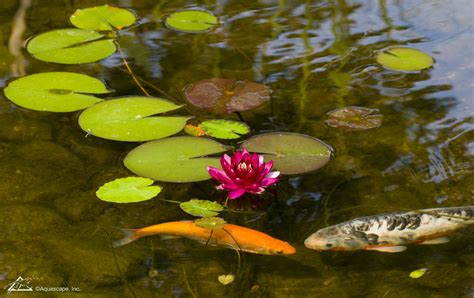 How To Keep Koi From Eating Your Pond Plants Fnc Ponds